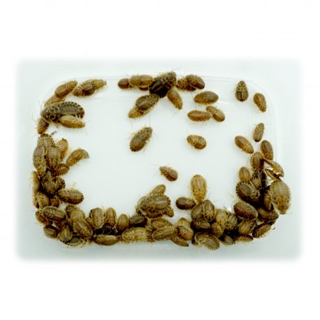 Karaczany argentyńskie Blaptica dubia małe 0.5-1.0 cm